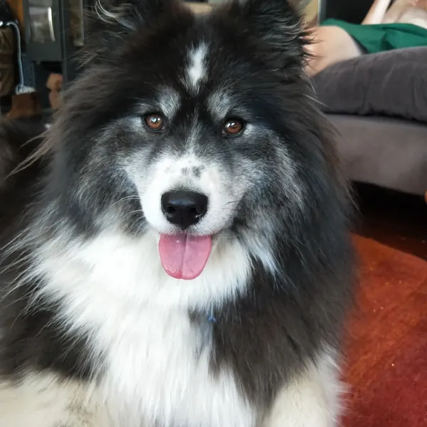 therapy dog aat brisbane psychology