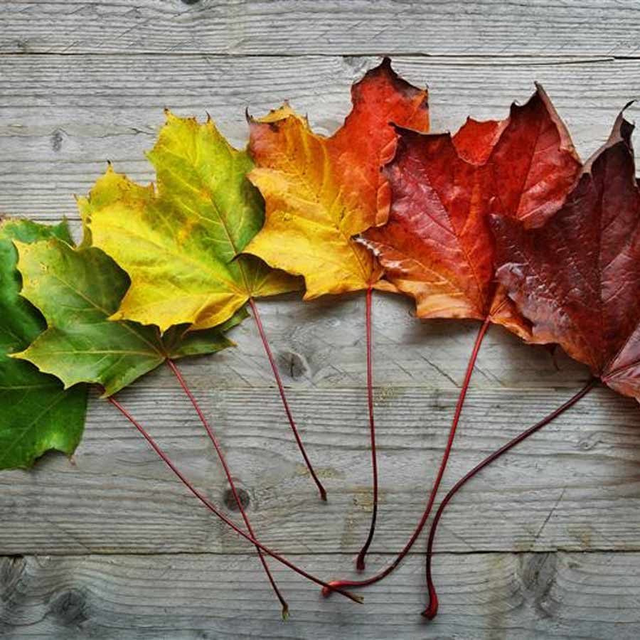 life transitions psychologist brisbane